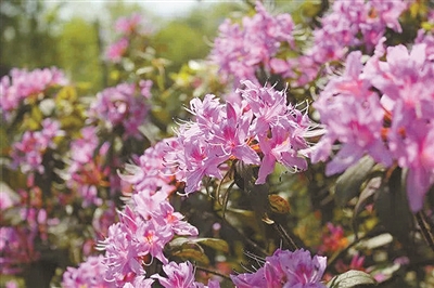 湖南有座國家杜鵑園：讓山花綻放都市