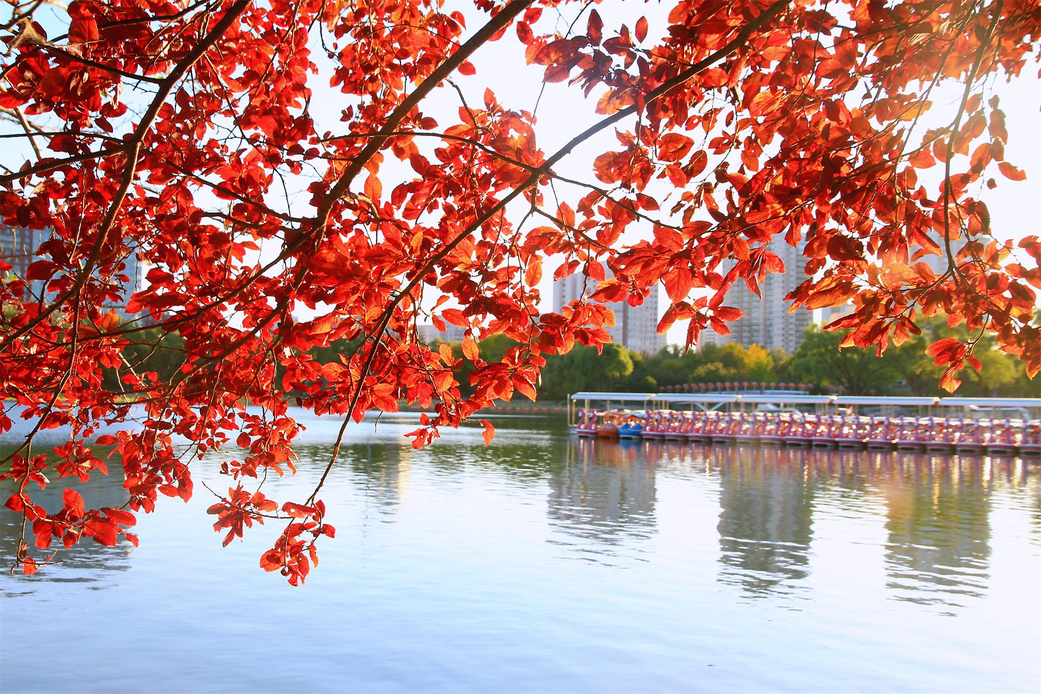 斑斕成景 北京市屬公園推出30處彩葉觀賞地