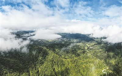 走進(jìn)海南熱帶雨林國家公園——展示熱帶雨林之美