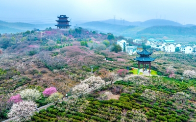國際梅花節(jié)開幕 南京文旅市場“春意盎然”