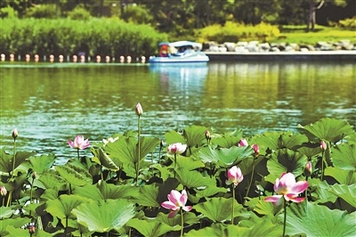 北京：各大公園荷花本周陸續(xù)綻放