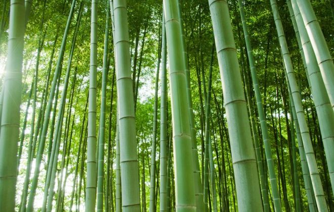 《“以竹代塑”全球行動計劃（2023—2030）》發布