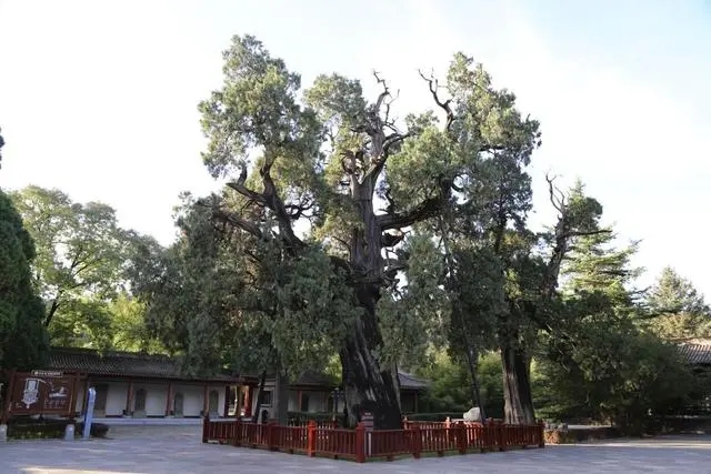 古樹名木實現(xiàn)落地上圖 大熊貓得到有效保護(hù)