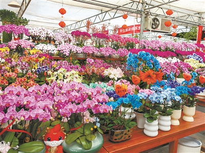 從年宵花市場看花卉產業新趨勢