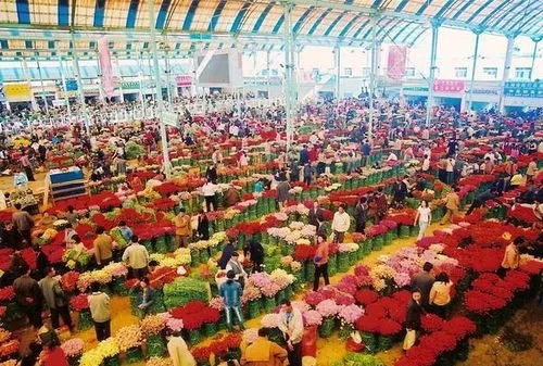 斗南花海，浪漫了多少時(shí)光